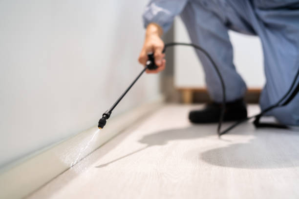 Licensed Termite Control service in Olympia, WA - Nex Pest Control